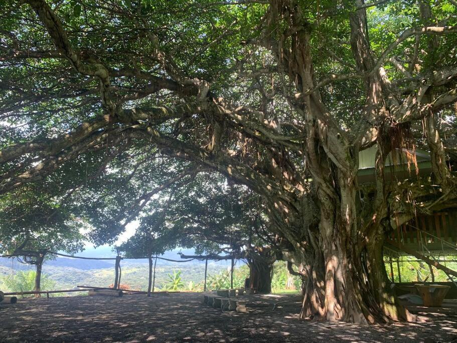 Disfruta Del Contacto Con La Naturaleza Apartment Puntarenas Exterior photo